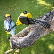 Best Root Management and Removal  in Hamshire, TX