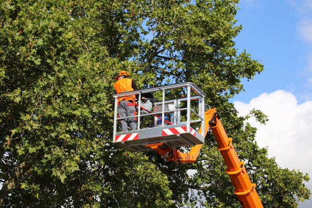 Best Weed Control  in Hamshire, TX