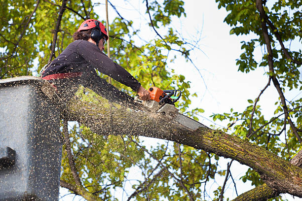  Hamshire, TX Tree Removal Pros