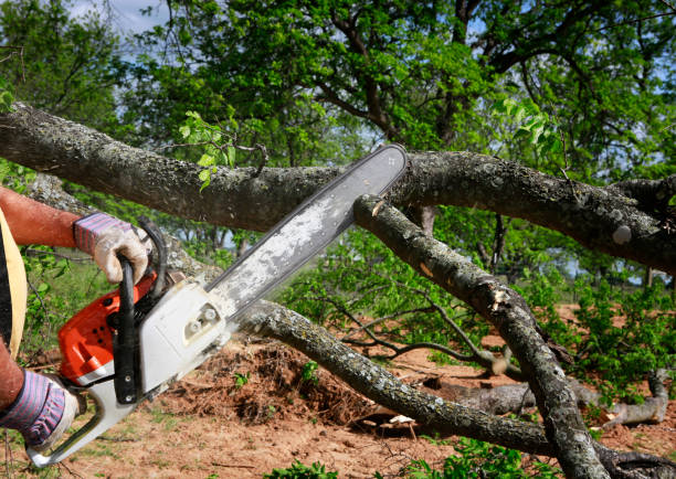 Best Tree Risk Assessment  in Hamshire, TX